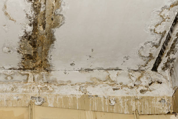 Asbestos and Lead Testing During Mold Inspection in Mount Dora, FL