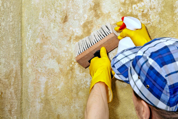 Best Basement Mold Removal  in Mount Dora, FL