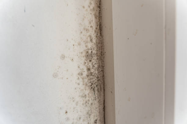 Trusted Mount Dora, FL Mold Removal Experts